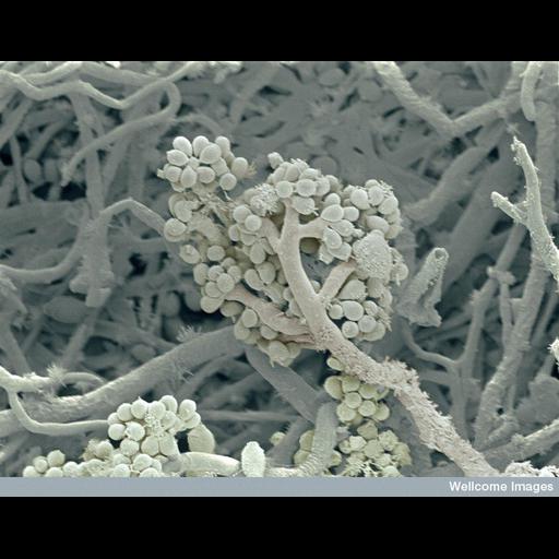  NCBI Organism:Rhizopus; Cell Components:cell surface