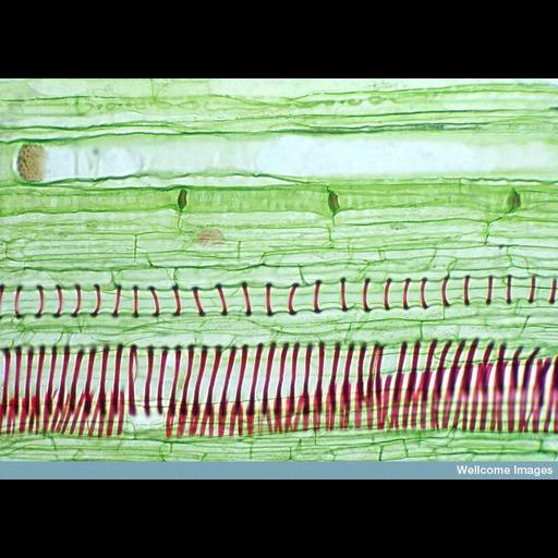  NCBI Organism:Cucurbita; Cell Types:plant cell, , ; Biological process:xylem and phloem pattern formation