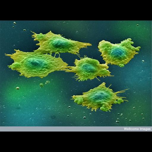  NCBI Organism:Homo sapiens; Cell Components:bleb, filopodium, cell surface;