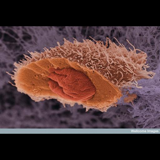  Cell Components:nucleus Biological process:nucleus localization