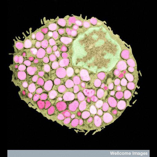  Cell Types:mast cell Biological process:histamine transport