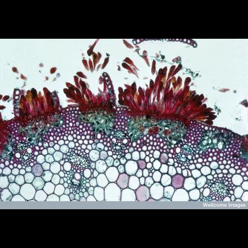  NCBI Organism:Puccinia graminis; Biological process:uredospore formation