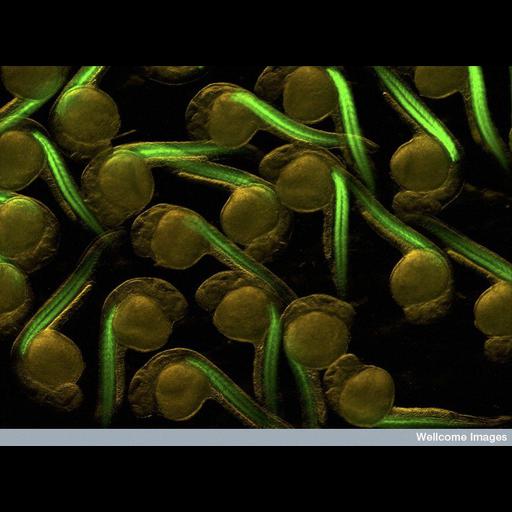  NCBI Organism:Danio rerio; Cell Types:embryonic cell, muscle precursor cell; Cell Components:actin cytoskeleton Biological process:myotome development