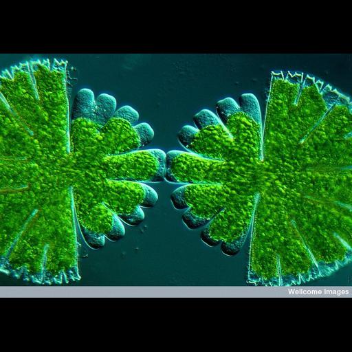  NCBI Organism:Micrasterias rotata; Cell Components:cell surface Biological process:cytokinesis by binary fission