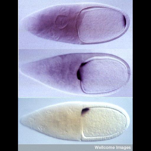  NCBI Organism:Drosophila; Cell Types:invertebrate nurse cell, oocyte, follicle cell; Cell Components:, , ; Biological process:intracellular mRNA localization, ;