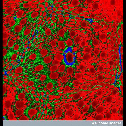  NCBI Organism:Homo sapiens; Cell Components:actin cytoskeleton