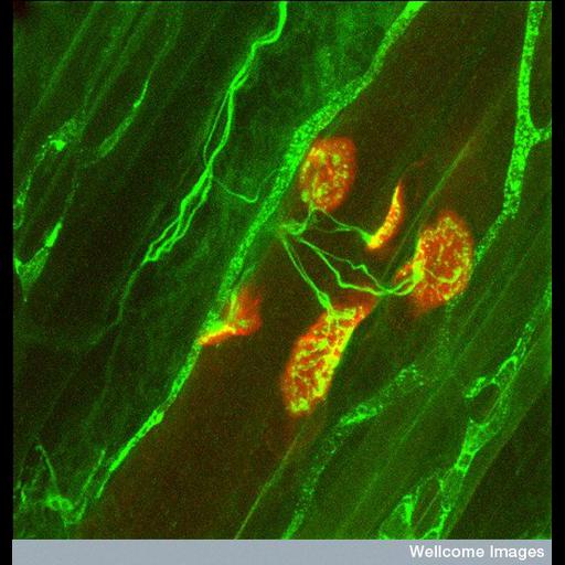  Cell Types:muscle cell, motor neuron; Cell Components:synapse, neuromuscular junction, ; Biological process:neuromuscular junction development