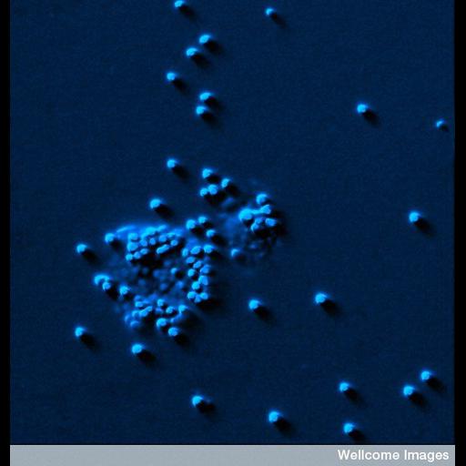  Cell Types:mast cell Biological process:histamine secretion