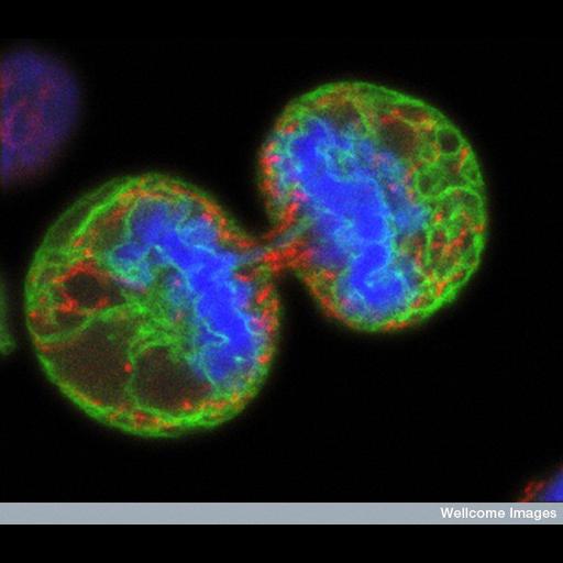  NCBI Organism:Homo sapiens; Cell Types:melanocyte Cell Components:endoplasmic reticulum, condensed chromosome, mitochondrion; Biological process:mitosis