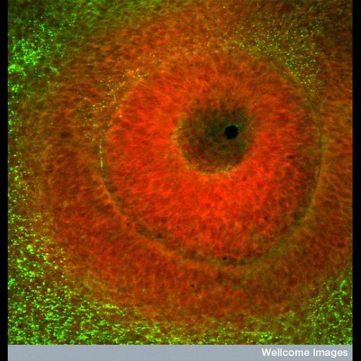  NCBI Organism:Gallus gallus; Cell Types:retinal progenitor cell, lens epithelial cell; Cell Components:cell surface Biological process:eye development, eye morphogenesis;