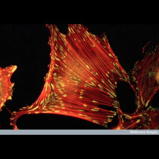  NCBI Organism:Rattus; Cell Types:fibroblast Cell Components:stress fiber, focal adhesion, ; Biological process:cell adhesion, cellular response to starvation;