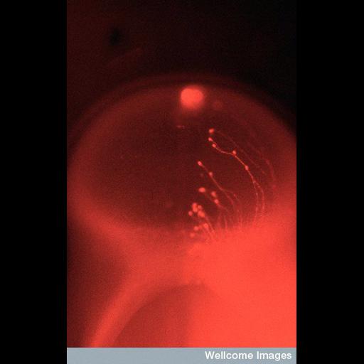  NCBI Organism:Gallus gallus; Cell Types:sensory neuron Cell Components:neuron projection, neuronal cell body; Biological process:mesencephalic trigeminal nucleus development