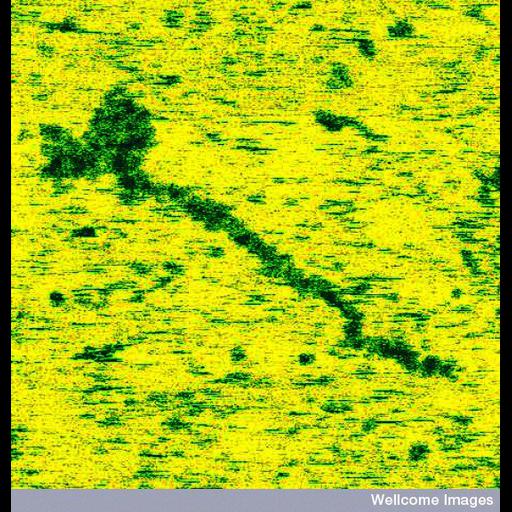  Cell Components:muscle myosin complex, , ;