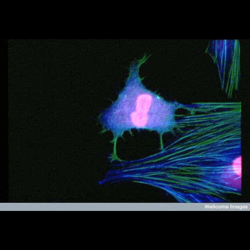  NCBI Organism:Mus musculus; Cell Types:fibroblast Cell Components:actin cytoskeleton, microtubule cytoskeleton, nucleus; Biological process:mitosis