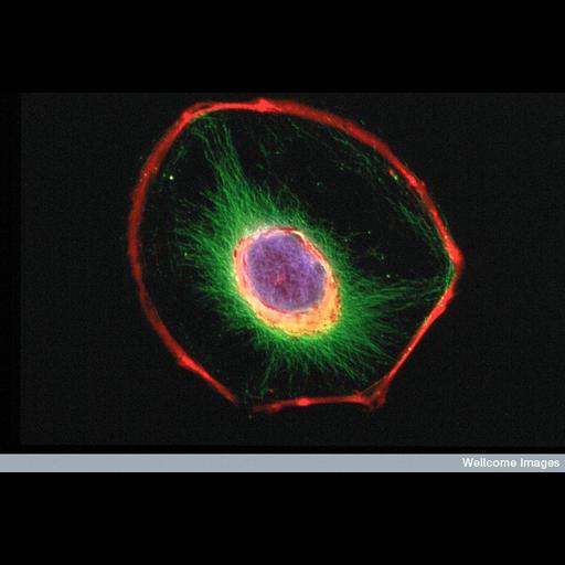  NCBI Organism:Mus musculus; Cell Types:fibroblast Cell Components:intermediate filament cytoskeleton, actin cytoskeleton, nucleus; Biological process:cytoskeleton organization