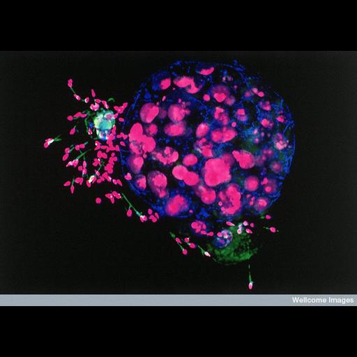  NCBI Organism:Homo sapiens; Cell Types:embryonic cell, sperm; Cell Components:gap junction, nucleus, sperm part; Biological process:fertilization