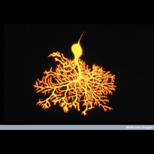  NCBI Organism:Rattus; Cell Types:Purkinje cell Cell Components:neuronal cell body, neuron projection;