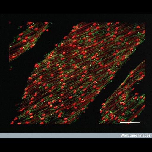  NCBI Organism:Ascidiacea; Cell Types:muscle cell Cell Components:gap junction, contractile fiber, nucleus; Biological process:muscle contraction