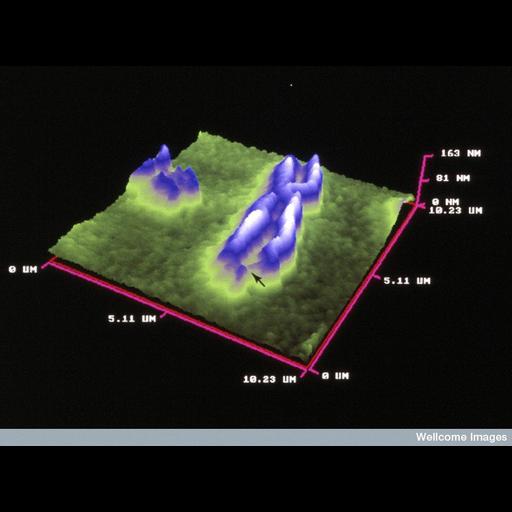  NCBI Organism:Homo sapiens; Cell Components:chromosome Biological process:mitotic metaphase, chromosome organization;