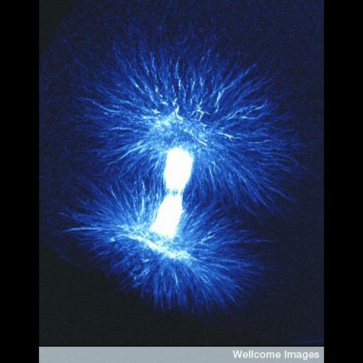  Cell Components:spindle Biological process:mitosis, mitotic anaphase;