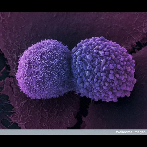  Cell Components:cell surface, ruffle membrane; Biological process:cell-cell adhesion