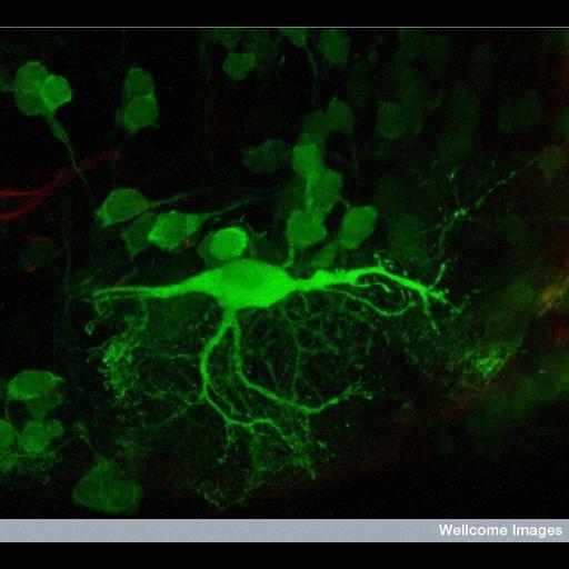  NCBI Organism:Danio rerio; Cell Components:neuronal cell body, neuron projection, ;