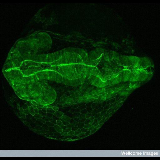  NCBI Organism:Danio rerio; Cell Types:epithelial cell Biological process:gene expression