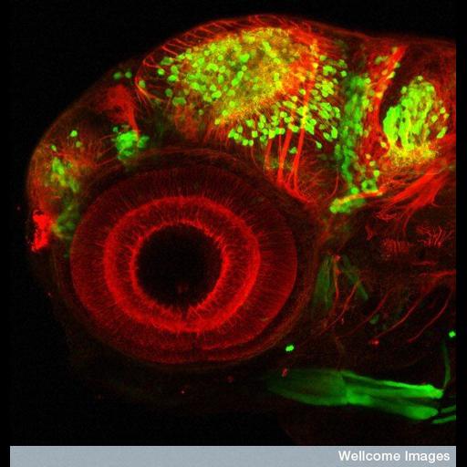  NCBI Organism:Danio rerio; Cell Types:neuron Cell Components:neuron projection, neuronal cell body, microtubule; Biological process:, retina layer formation;