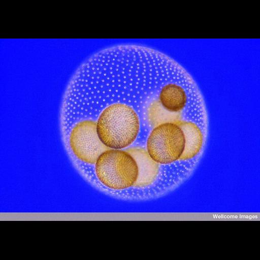  NCBI Organism:Volvox; Cell Types:gamete Cell Components:flagellum, ;