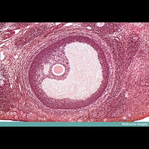  NCBI Organism:Mus musculus; Cell Types:oocyte, follicle cell, egg; Biological process:ovarian follicle development