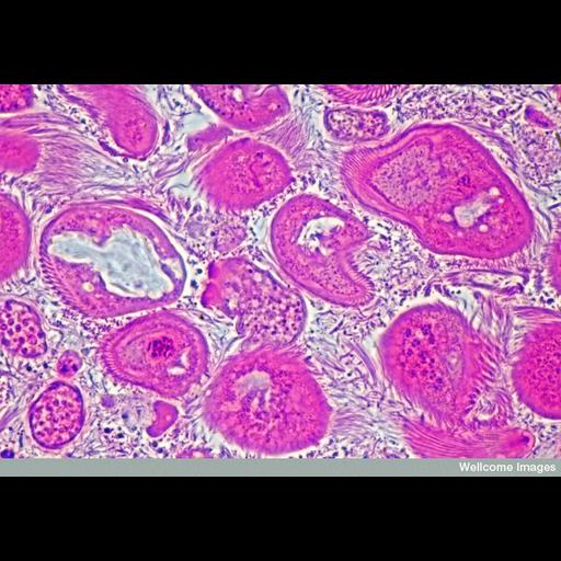  NCBI Organism:Termitidae, Trichonympha, ; Cell Components:flagellum Biological process:digestion, digestive system process;