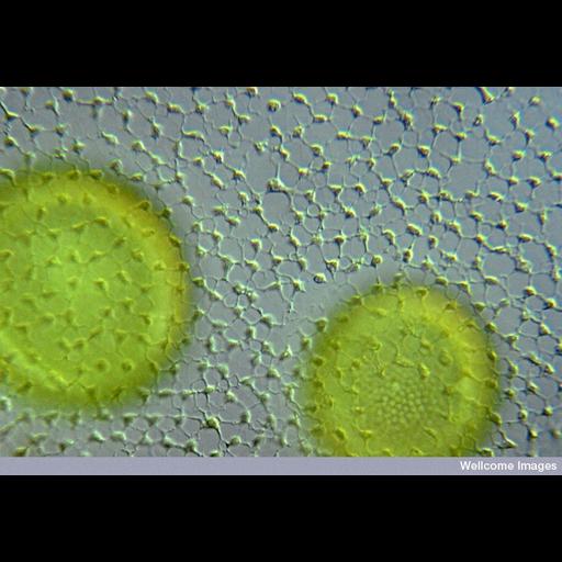  NCBI Organism:Volvox; Cell Components:, flagellum, chloroplast, ;