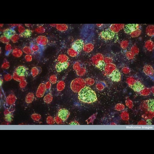  NCBI Organism:Macaca mulatta, Chlamydia trachomatis, ; Cell Types:kidney cell Cell Components:nucleus, ; Biological process:pathogenesis