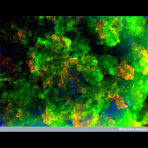  NCBI Organism:Mus musculus; Cell Types:stem cell, neuronal stem cell, glial cell; Cell Components:nucleus Biological process:stem cell differentiation