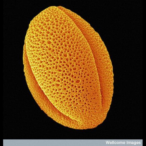  NCBI Organism:Paeonia; Cell Components:pollen wall