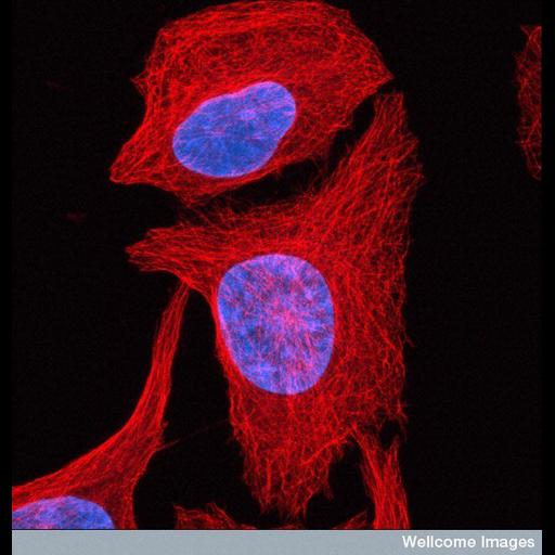  NCBI Organism:Homo sapiens; Cell Components:microtubule, nucleus; Biological process:microtubule cytoskeleton organization