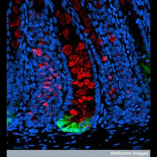  NCBI Organism:Mus musculus; Cell Types:stem cell, goblet cell; Cell Components:nucleus Biological process:stem cell maintenance