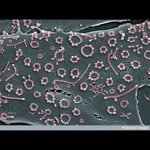  Cell Types:osteoblast, ; Cell Components:cell surface Biological process:adhesion of symbiont infection structure to host