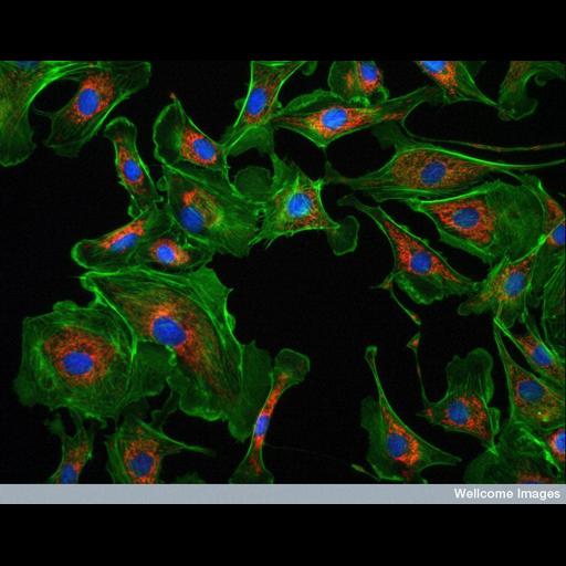  NCBI Organism:Bos taurus; Cell Types:blood vessel endothelial cell Cell Components:mitochondrion, actin cytoskeleton, ; Biological process:cytoskeleton organization