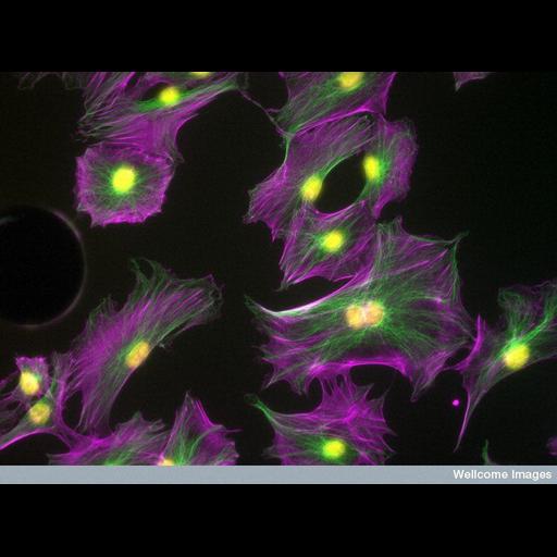  Cell Types:osteoblast Cell Components:microtubule, actin filament, nucleus; Biological process:microtubule cytoskeleton organization, actin cytoskeleton organization;