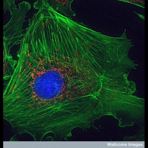  NCBI Organism:Bos taurus; Cell Types:blood vessel endothelial cell Cell Components:mitochondrion, actin filament, nucleus; Biological process:cytoskeleton organization, mitochondrion organization;