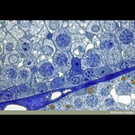  NCBI Organism:Mus musculus; Cell Types:male germ cell, Sertoli cell; Cell Components:nucleus, nuclear chromosome, nucleolus; Biological process:seminiferous tubule development