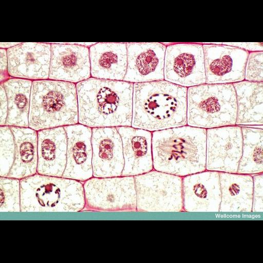  NCBI Organism:Allium cepa; Cell Components:cell wall, chromosome, spindle, nucleus; Biological process:root meristem growth, prophase, interphase, mitotic anaphase;