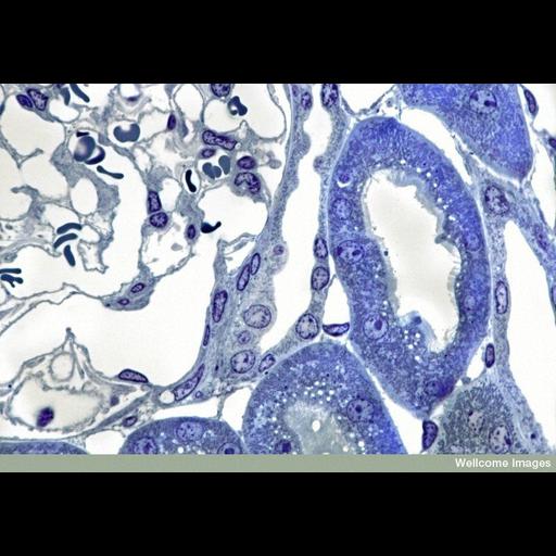  NCBI Organism:Mus musculus; Cell Types:epithelial cell Cell Components:mitochondrion, microvillus; Biological process:renal system process, kidney morphogenesis;