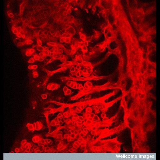  NCBI Organism:Mus musculus; Cell Types:female germ cell, endothelial cell; Biological process:cell migration