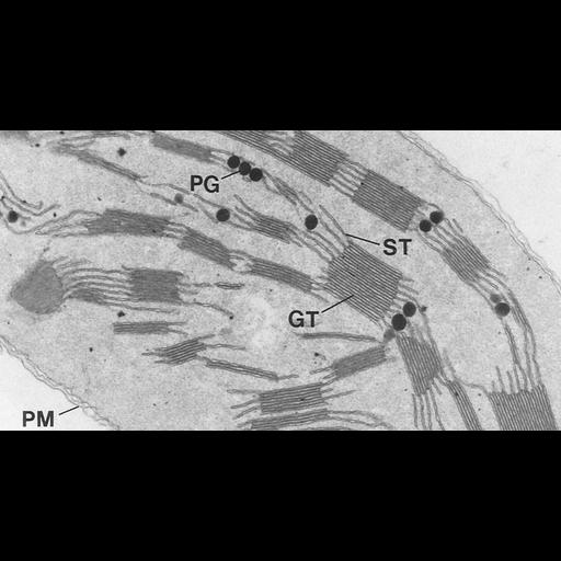  NCBI Organism:Triticum sp.; Cell Components:chloroplast, plastid thylakoid membrane, granum; Biological process:photosynthesis, organelle organization;