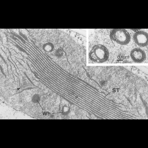  NCBI Organism:Triticum sp.; Cell Components:chloroplast, plastid thylakoid membrane; Biological process:photosynthesis, organelle organization;