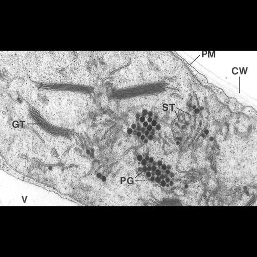  NCBI Organism:Triticum sp.; Cell Components:chloroplast, plastid thylakoid membrane; Biological process:photosynthesis, organelle organization;