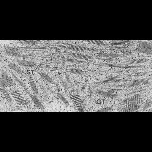  NCBI Organism:Triticum sp.; Cell Components:chloroplast, plastid thylakoid membrane, granum; Biological process:photosynthesis, organelle organization;