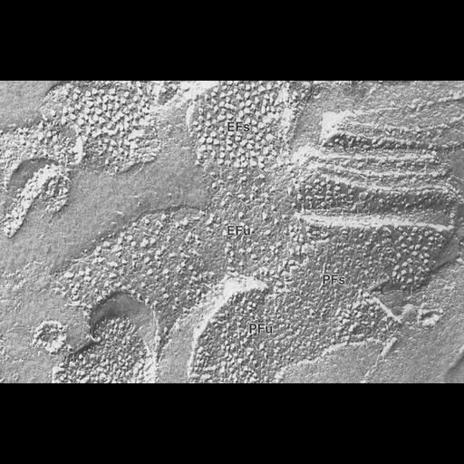  NCBI Organism:Triticum sp.; Cell Components:chloroplast, plastid thylakoid membrane; Biological process:photosynthesis, organelle organization;